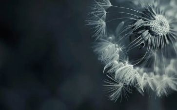 它在我心中作文推荐6篇