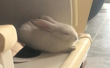 呐喊兔和猫读后感推荐7篇