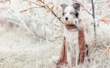 围巾里的爱600字作文8篇