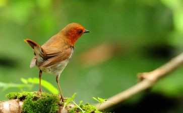 小鸟,小鸟教案参考7篇