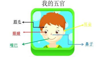 五官教案优质6篇