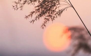 读骆驼祥子的读后感100字优质5篇