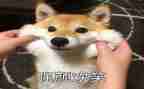 《笑》作文500字参考6篇