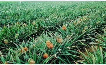 作文写物作文推荐6篇