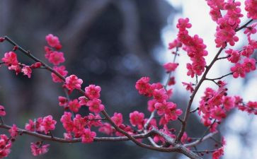 写物的作文优秀作文参考5篇