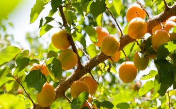 关于银杏节的作文8篇