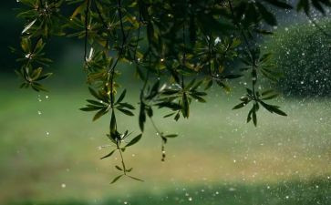雨的声音作文600字推荐8篇