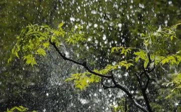 写雨水的作文最新7篇