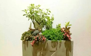 校园艺术节开幕式演讲稿8篇