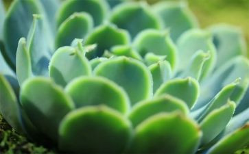 写关于植物的作文参考5篇