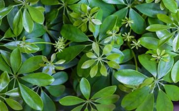 与植物为友作文6篇