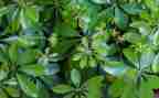 与植物为友作文6篇