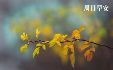 《我的周末》作文最新7篇